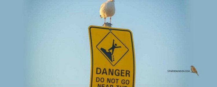 Seagull on a Sign that says Danger