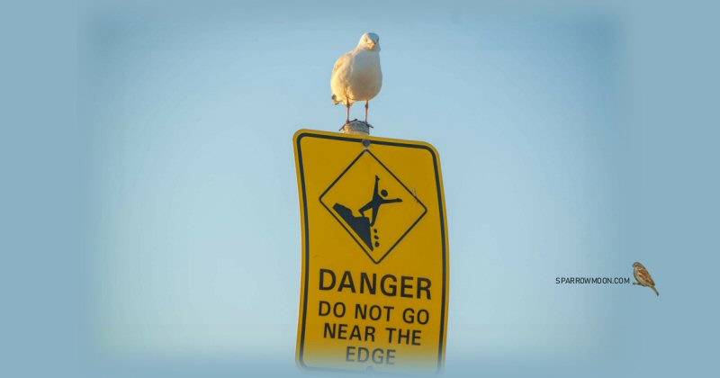 Seagull on a Sign that says Danger