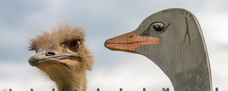 Ostrich Challenging a Wooden Copy