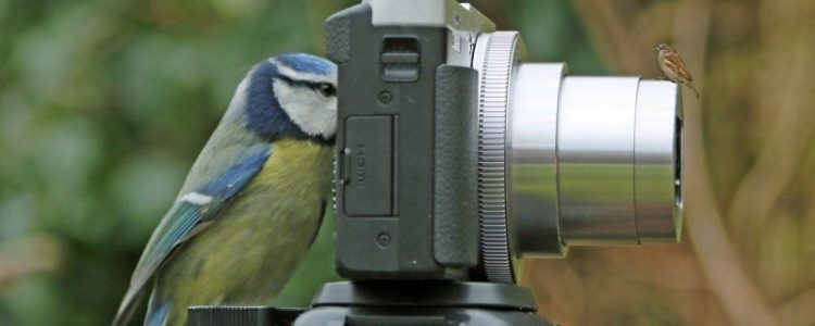 Bird Photographer
