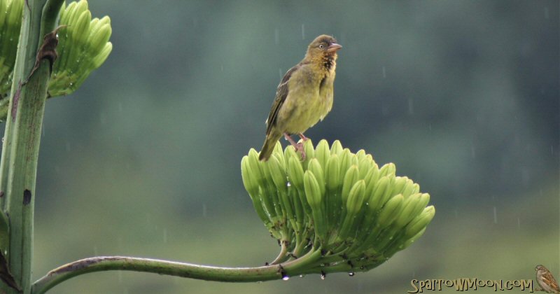 Finch in a Gentle Rain
