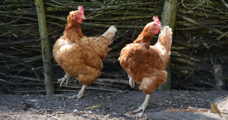 Running Chickens