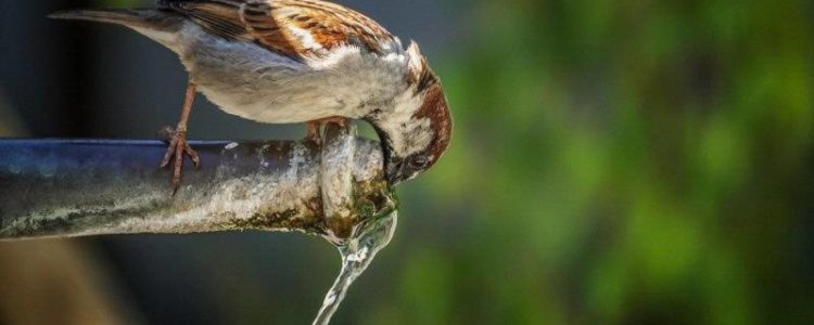 Sparrow Drinking from Pipe