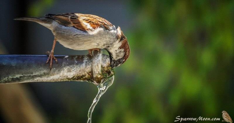 Sparrow Drinking from Pipe