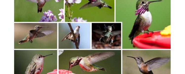 Various Humming Birds