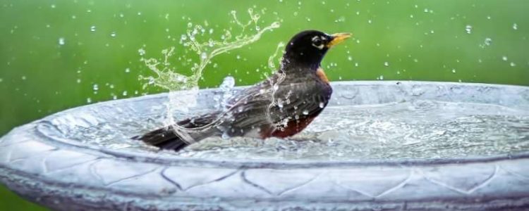 Robin in a Birdbath