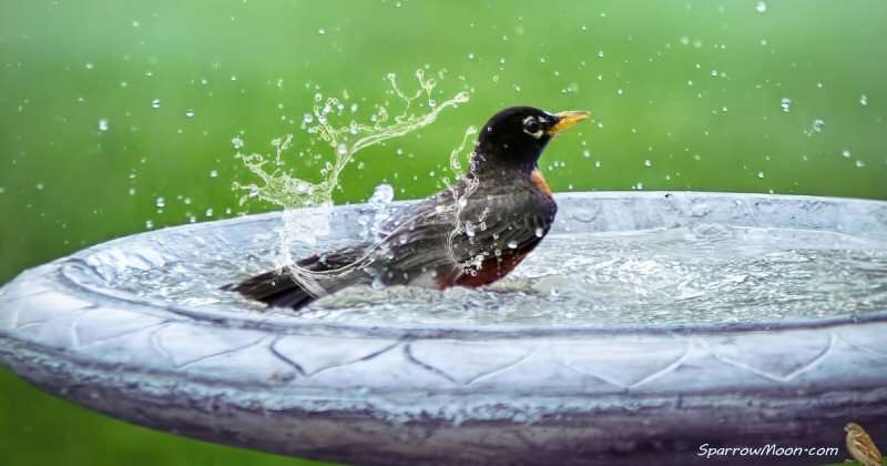 Robin in a Birdbath