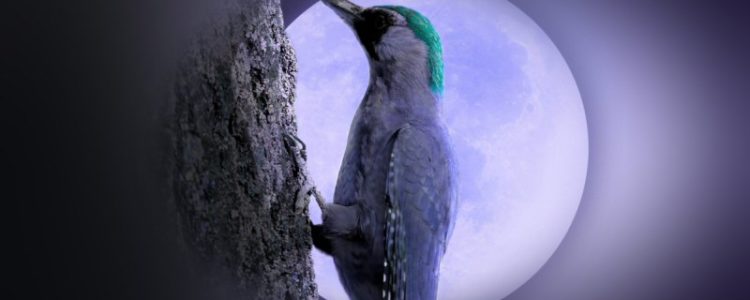 Woodpecker in Front of the Full Moon