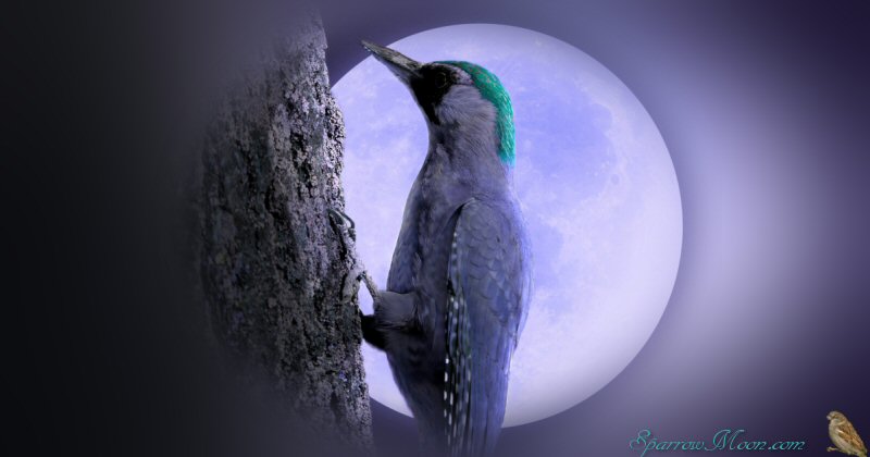 Woodpecker in Front of the Full Moon