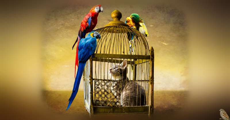 Parrots perched on cage holding a cat