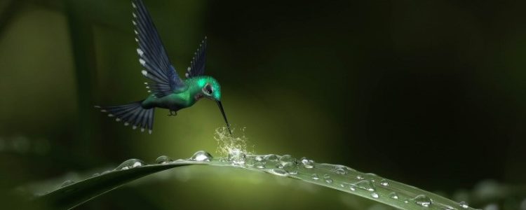 Hummingbird and Dewdrops