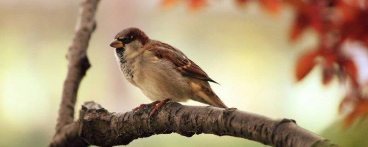 A Sparrow in the Autumn