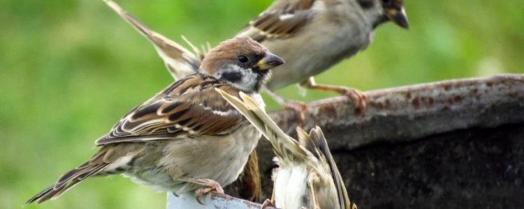 Sparrows on the Edge of a Barrel